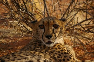 276 Namibia Okt 2006 .JPG